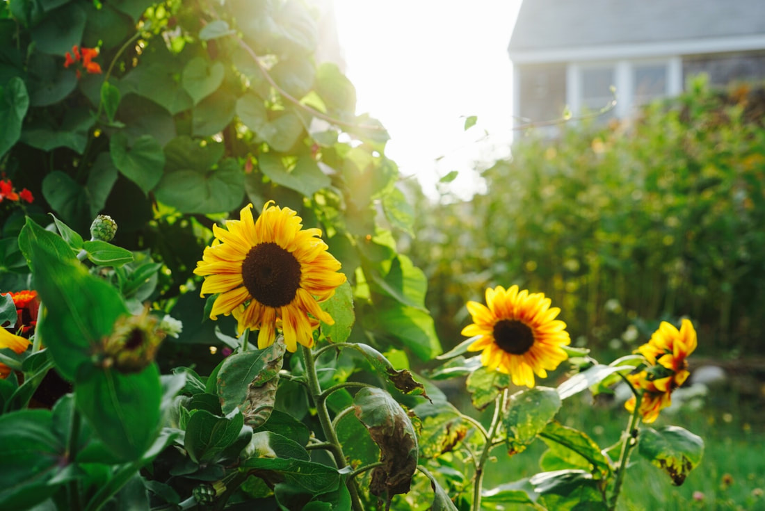 Monhegan Island Sunflowers photo by Ludella Hahn
